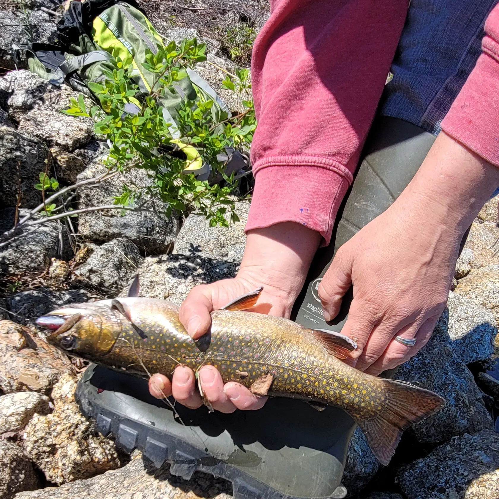 Brook trout caught on Fishbrain