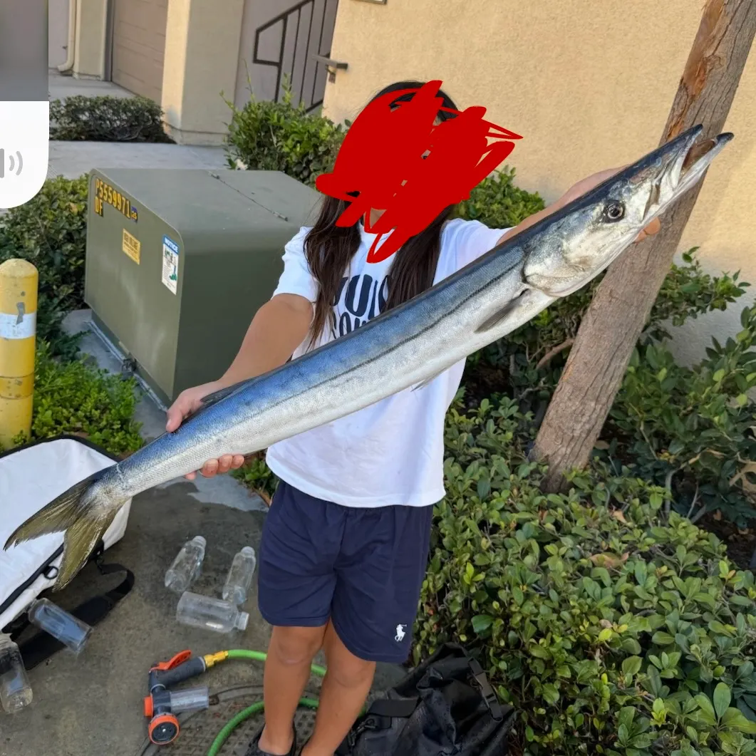 Pacific barracuda caught on Fishbrain