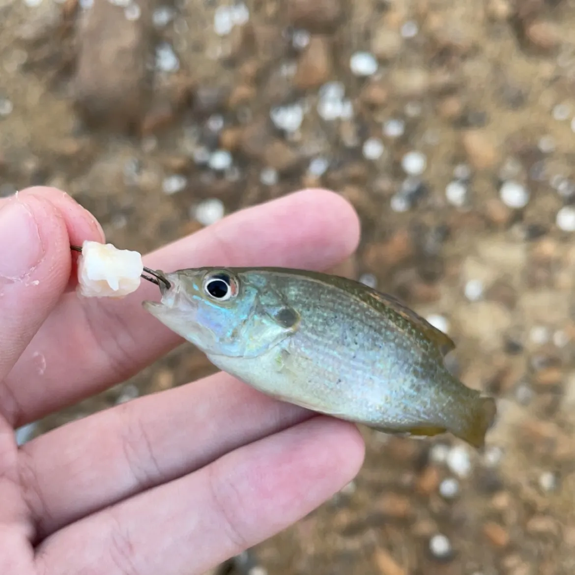 Green sunfish caught on Fishbrain