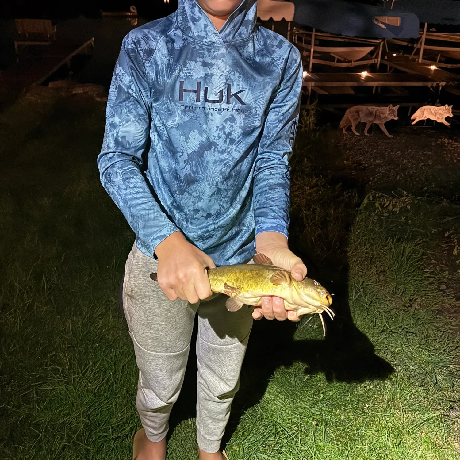 Yellow bullhead caught on Fishbrain