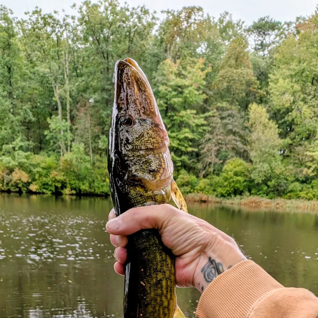 Chain pickerel caught on Fishbrain