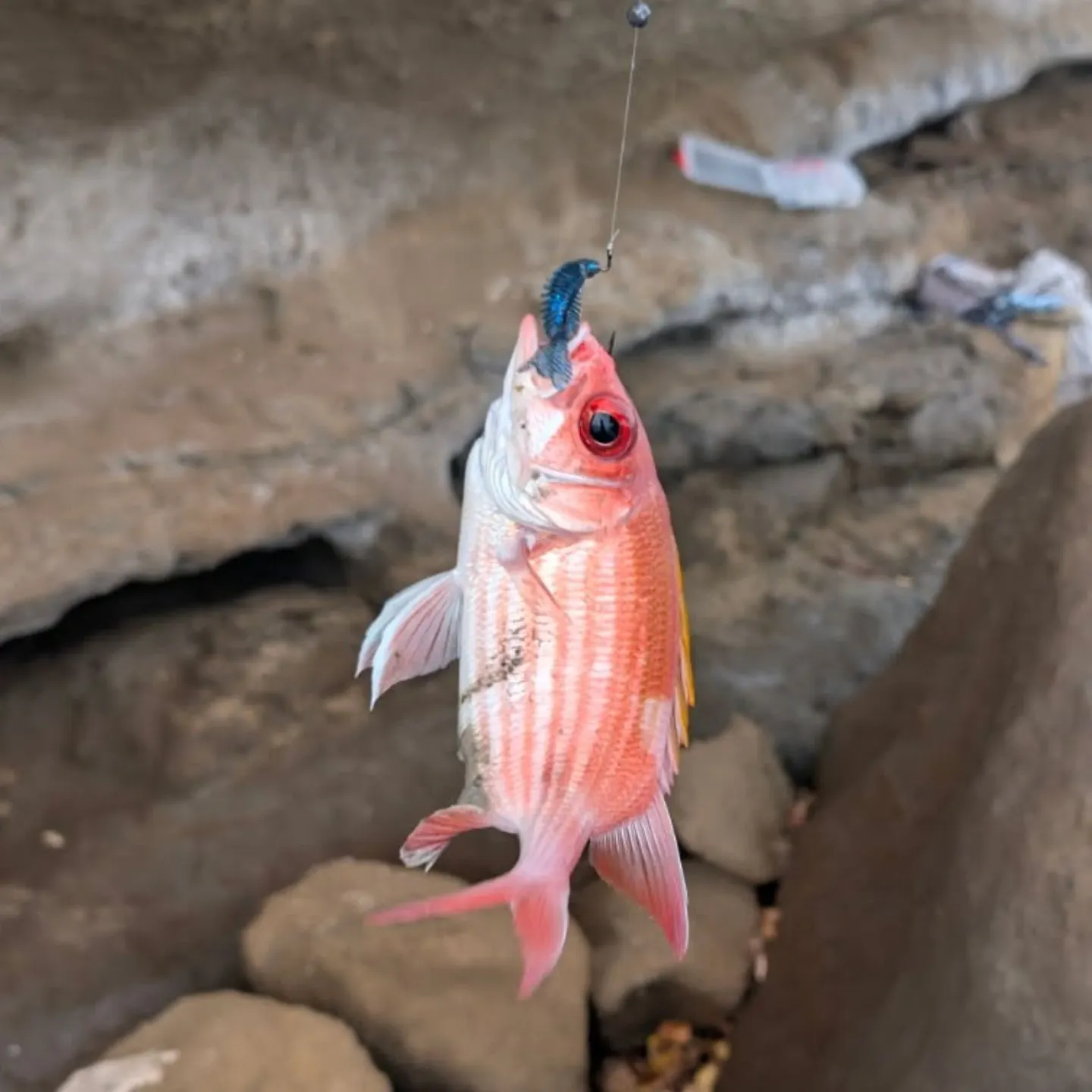 The most recent Common squirrelfish catches on Fishbrain