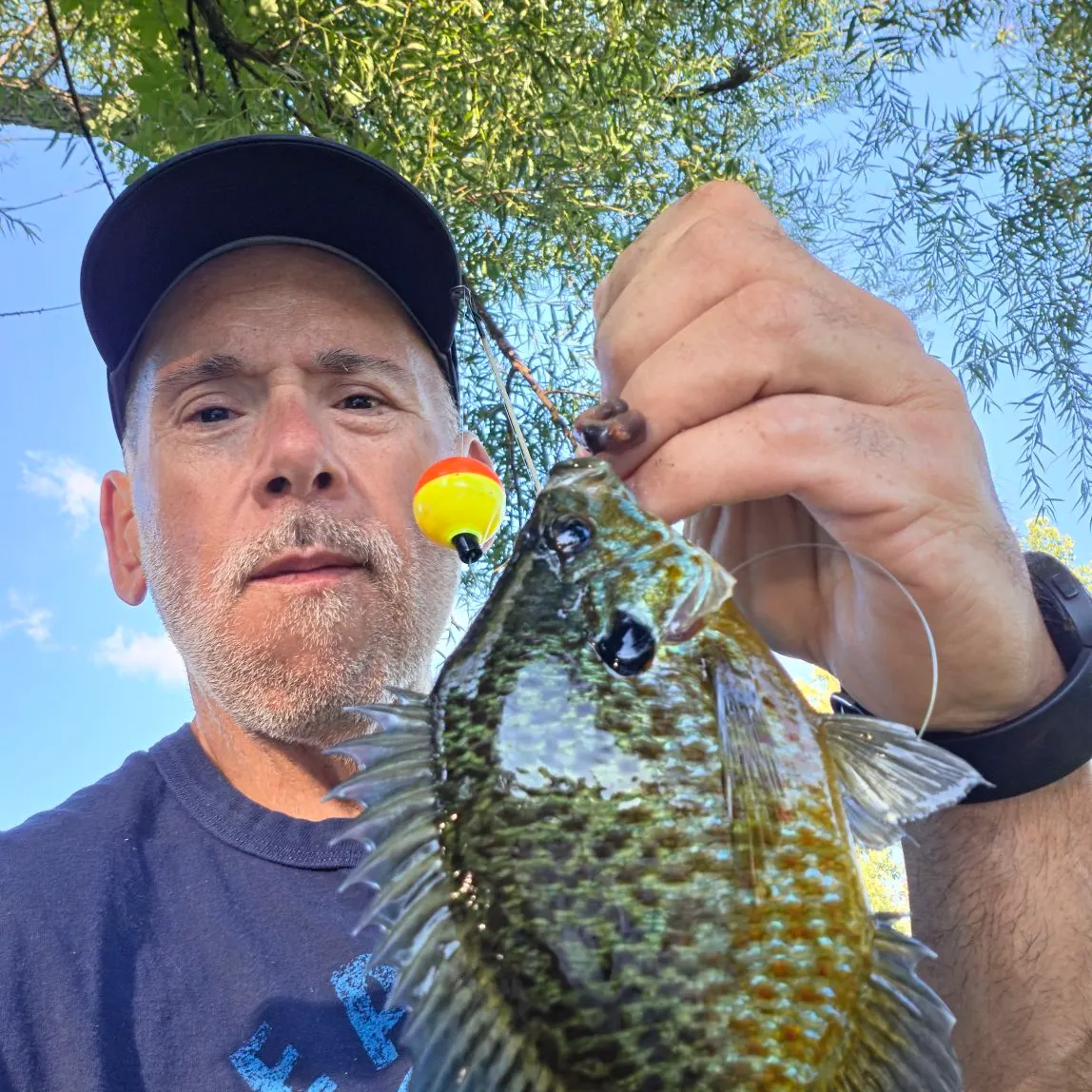 Bluegill caught on Fishbrain