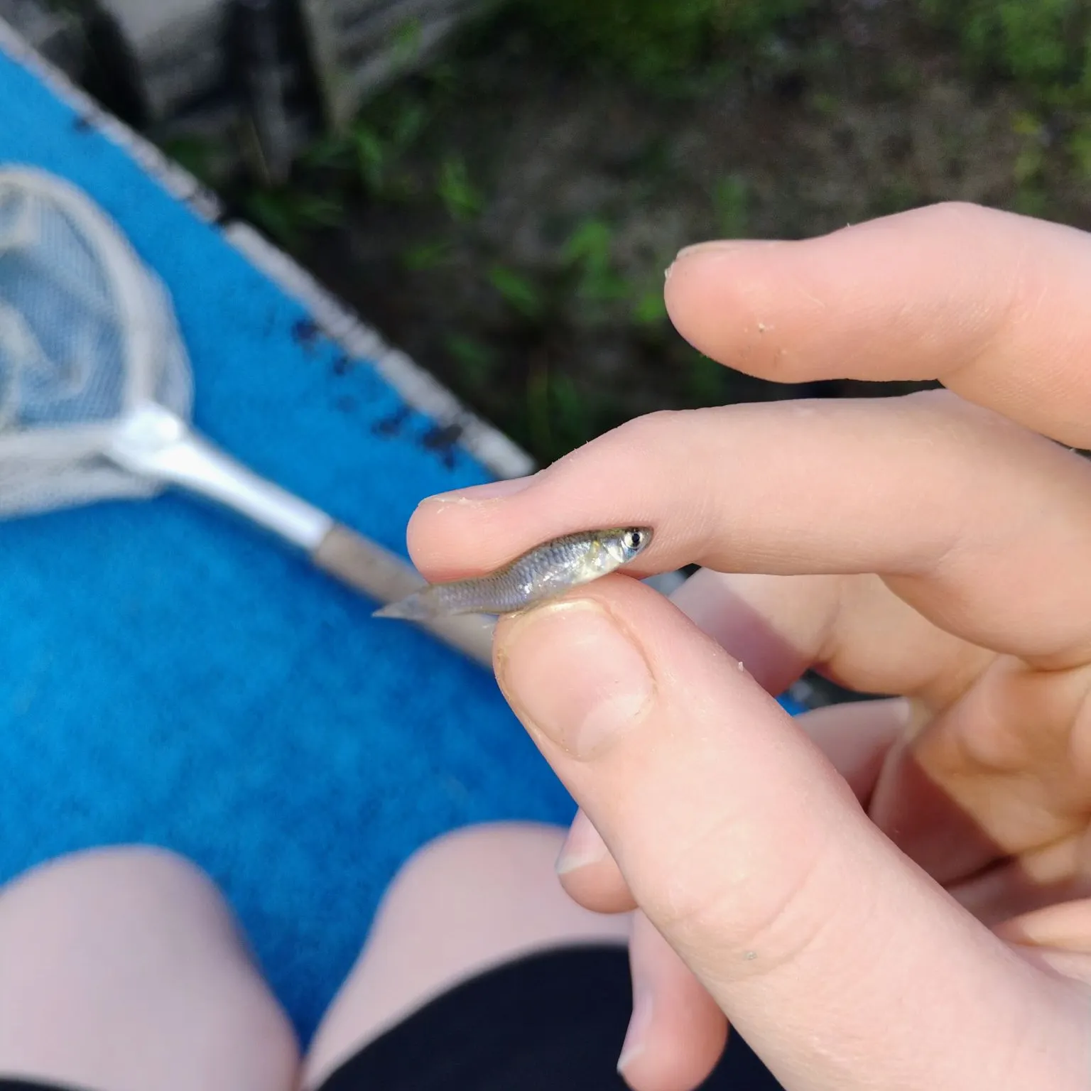 Silverjaw minnow caught on Fishbrain