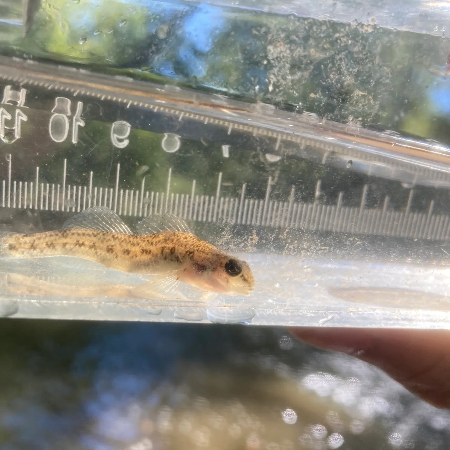 The most recent Johnny darter catches on Fishbrain