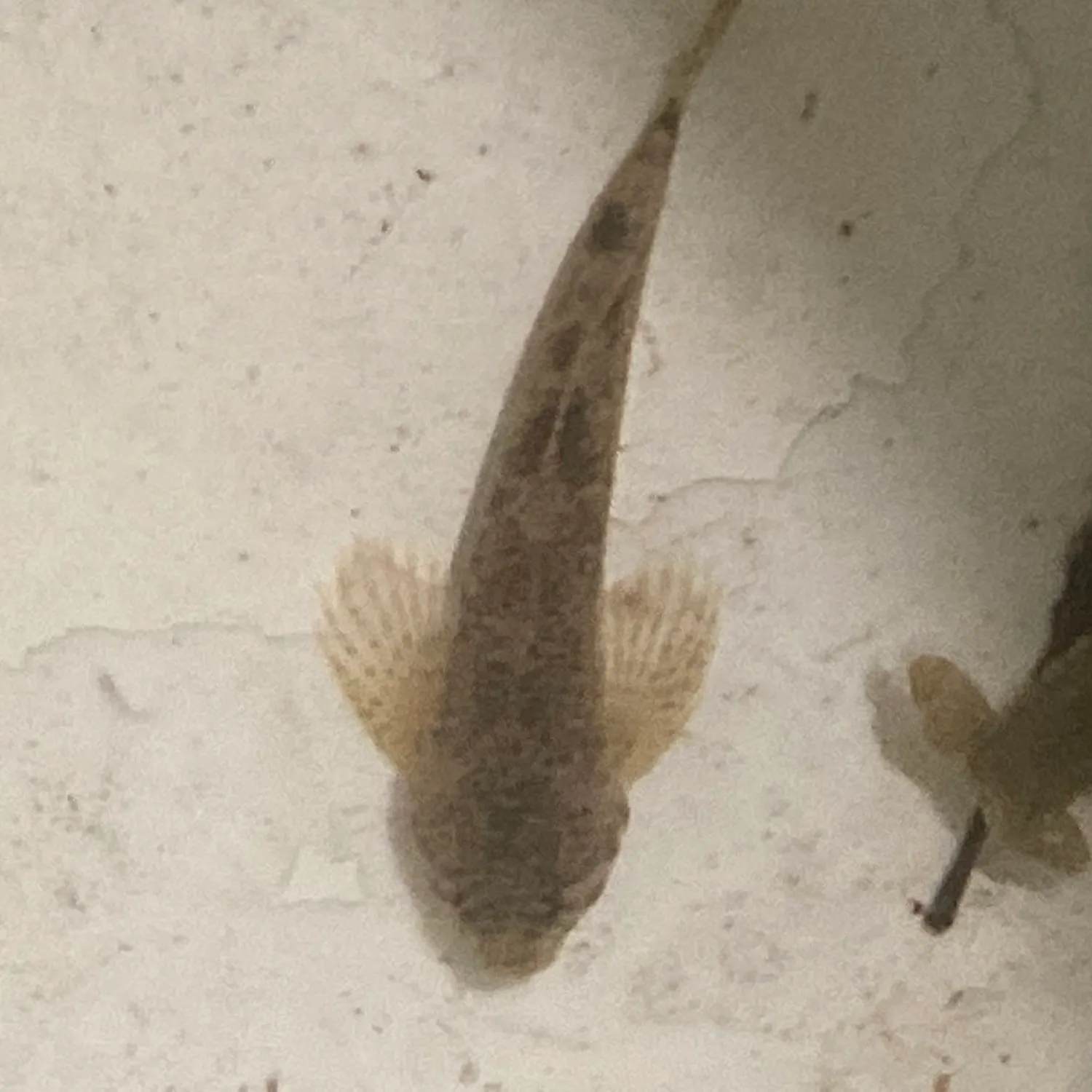 Mottled sculpin caught on Fishbrain