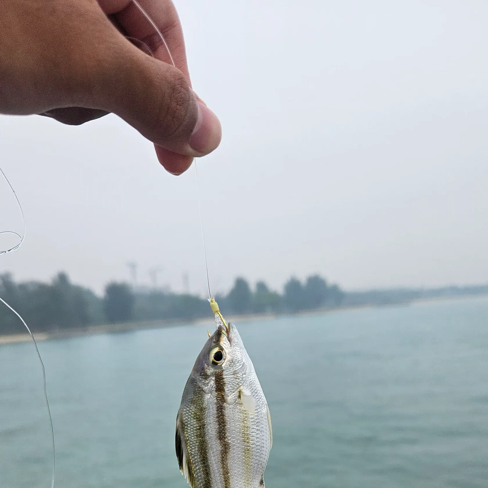 Jarbua terapon caught on Fishbrain