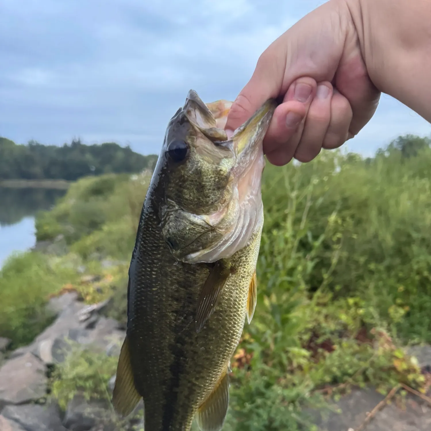Largemouth bass caught on Fishbrain