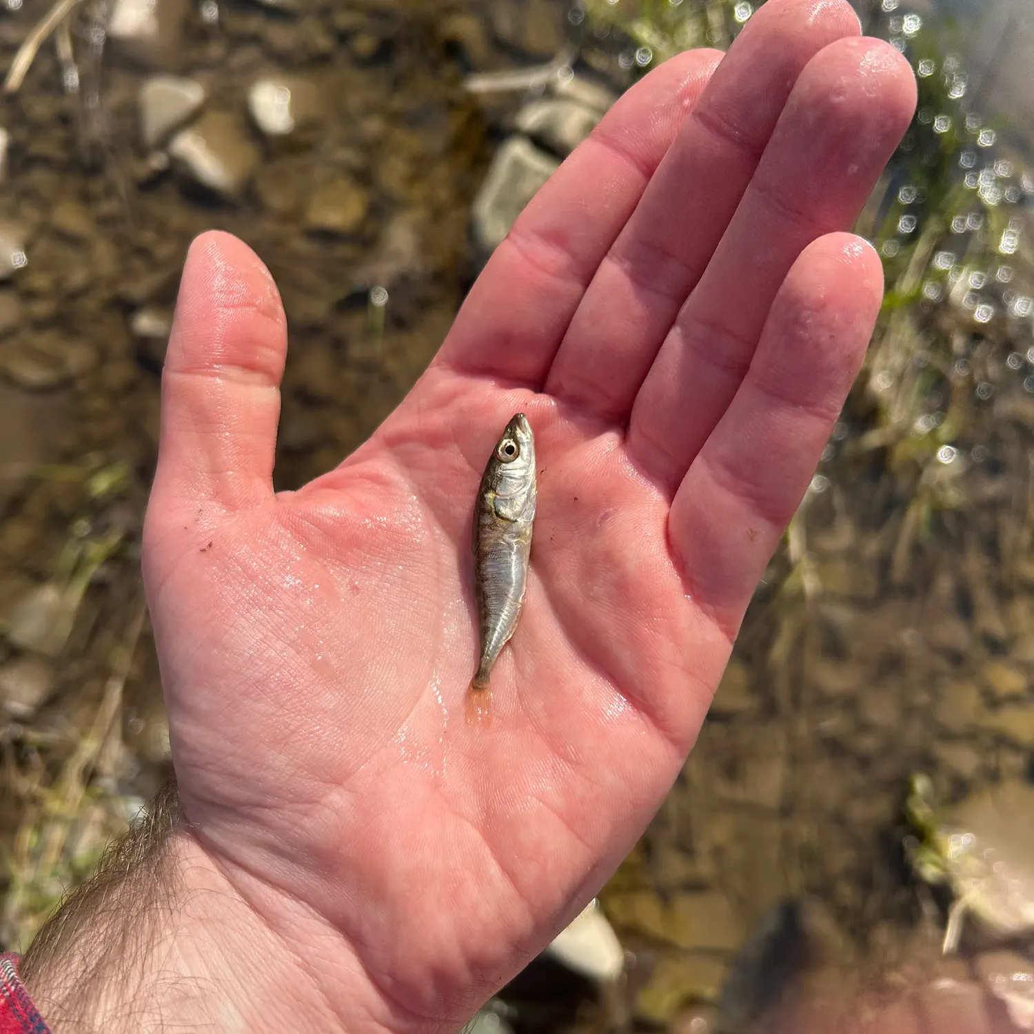 The most recent Ninespine stickleback catches on Fishbrain