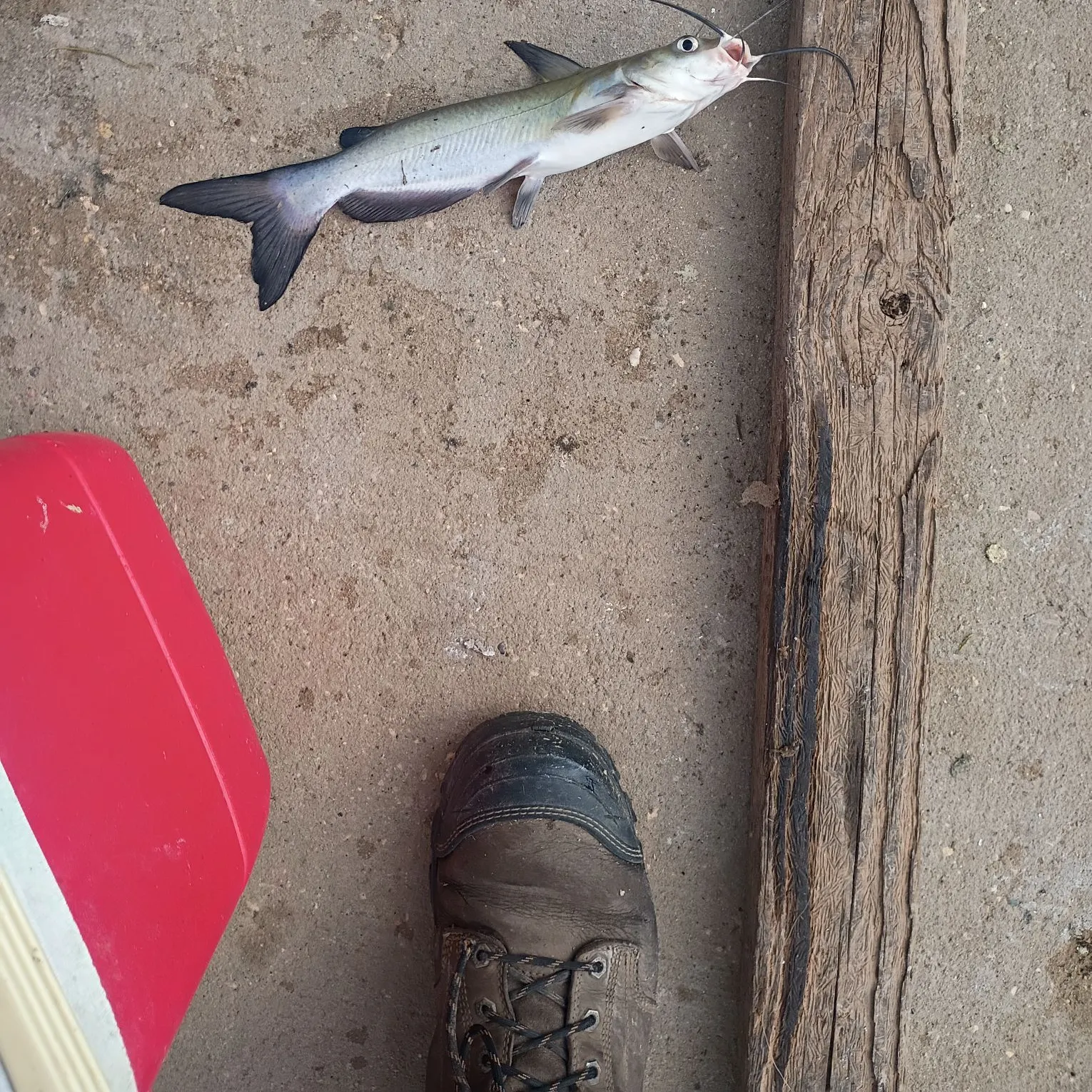 Channel catfish caught on Fishbrain