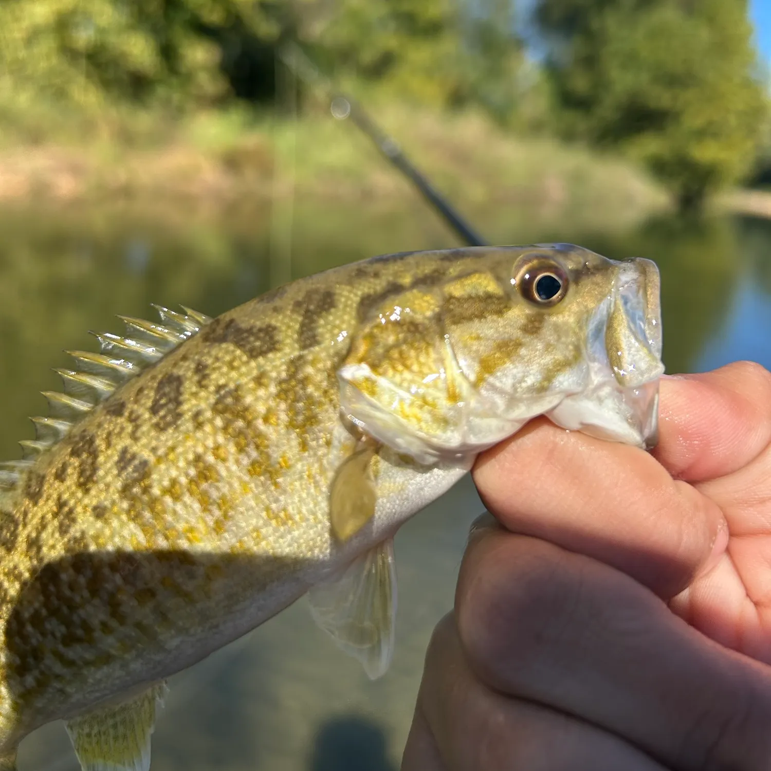 Smallmouth bass caught on Fishbrain