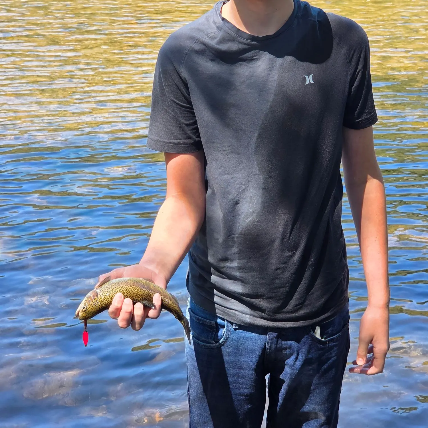 Rainbow trout caught on Fishbrain