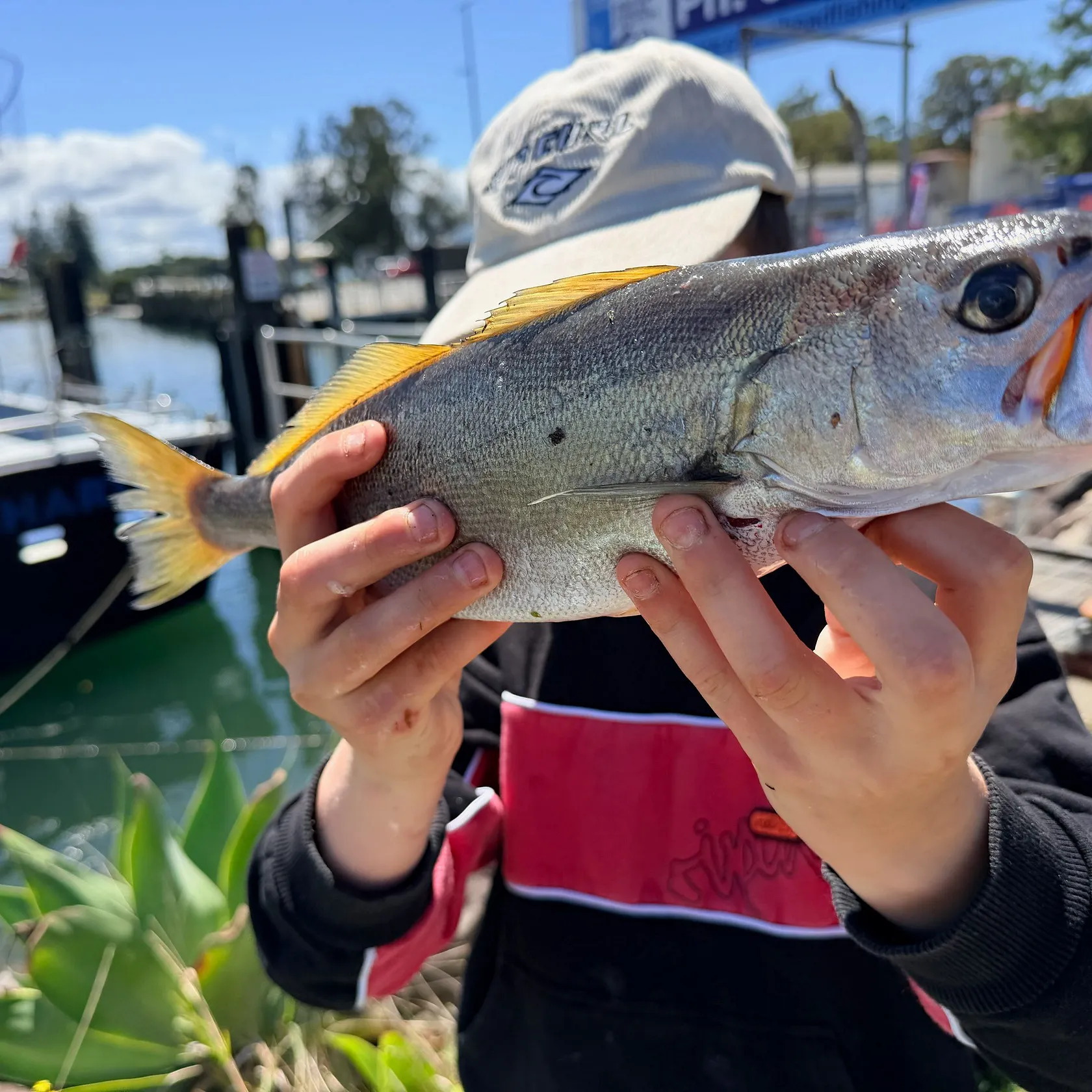 The most recent Geelbeck croaker catches on Fishbrain