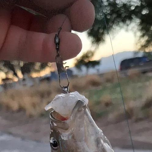 Green sunfish caught on Fishbrain