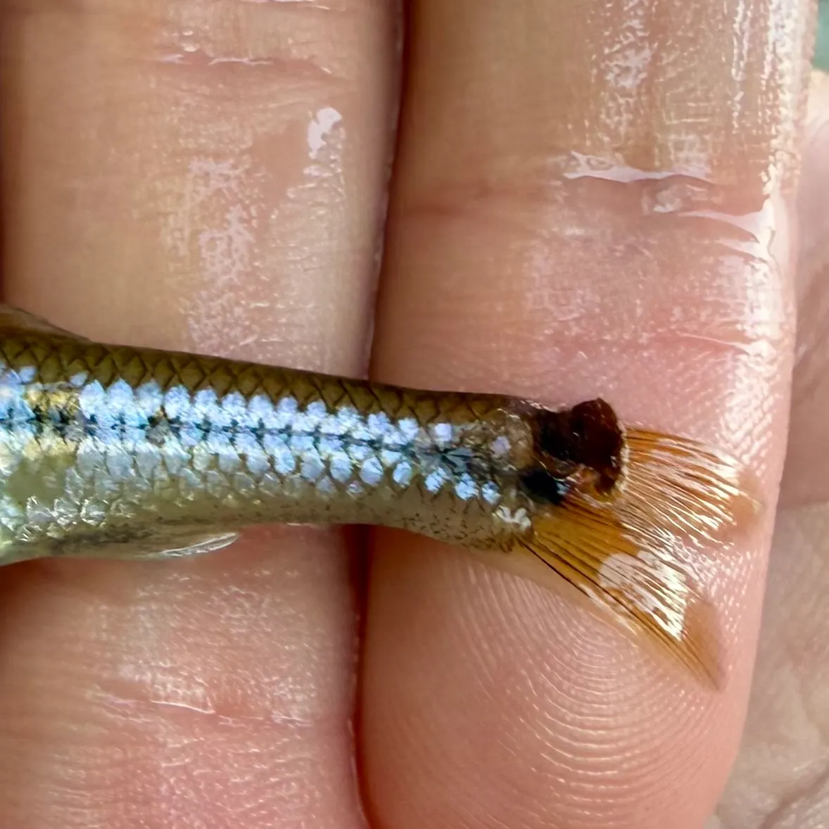 The most recent Spottail shiner catches on Fishbrain