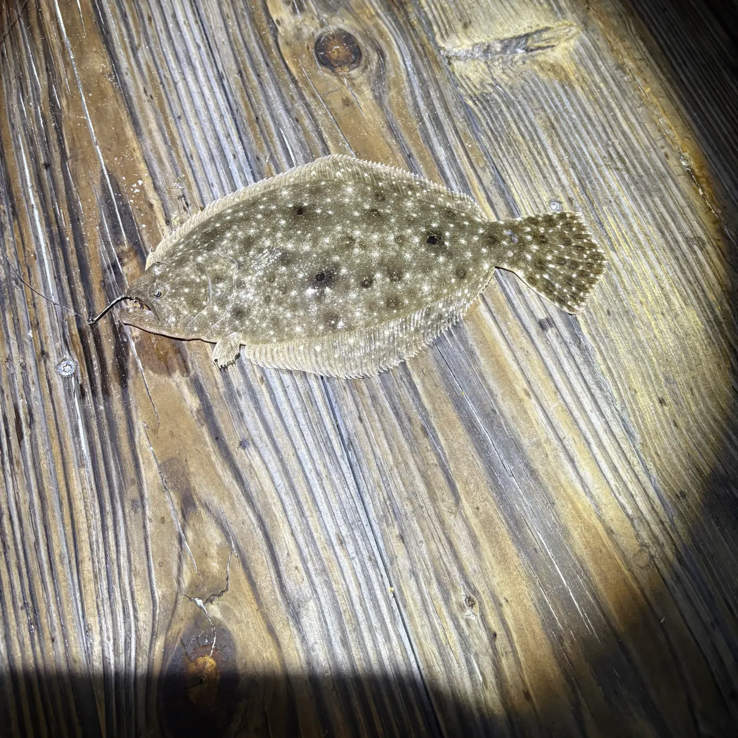 The most recent Gulf flounder catches on Fishbrain