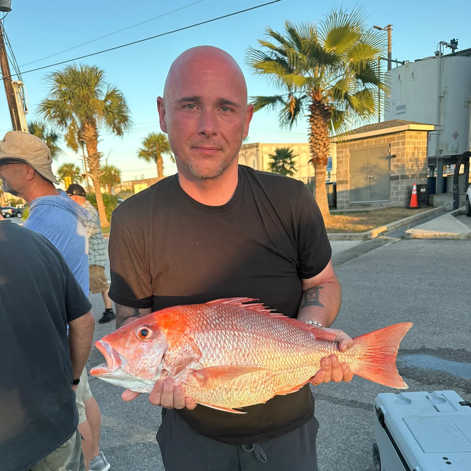 Northern red snapper caught on Fishbrain