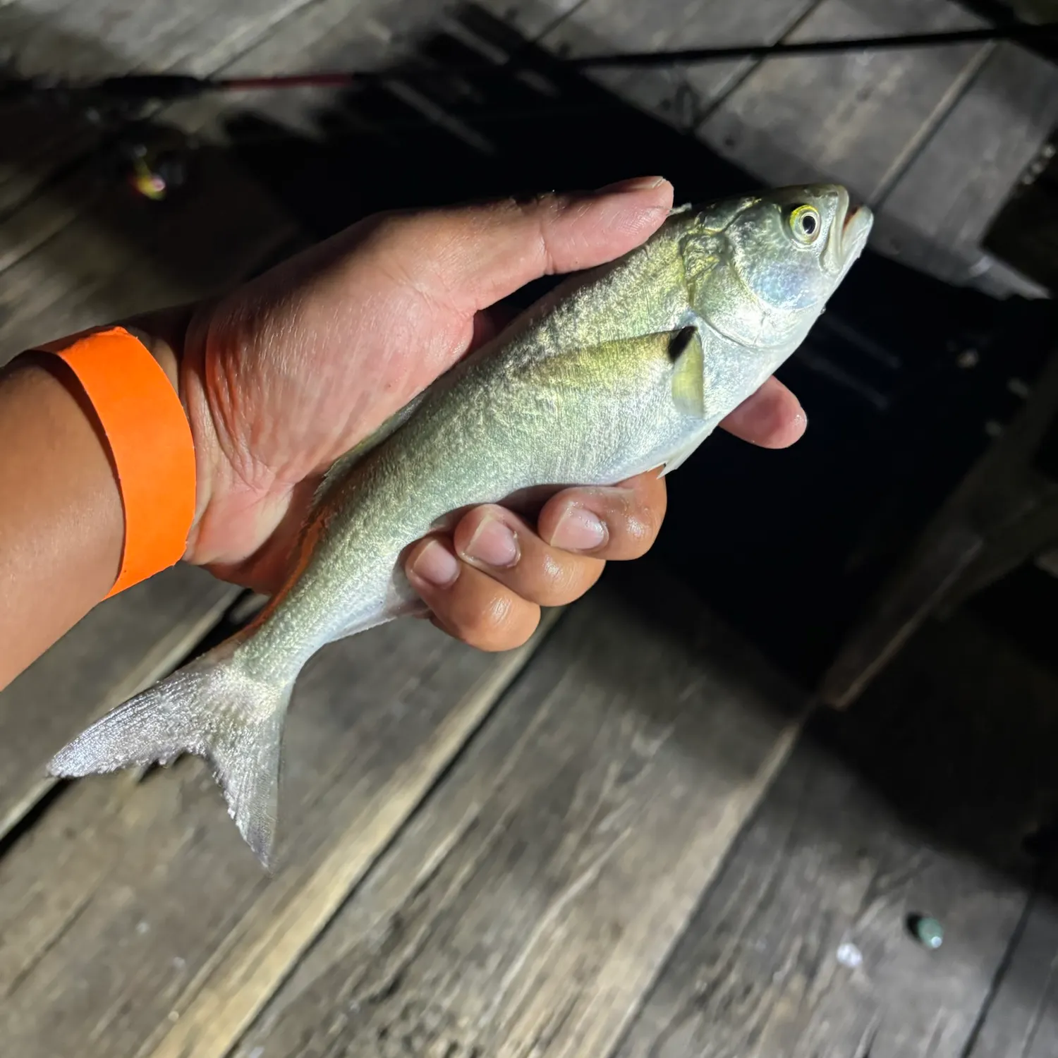 Bluefish caught on Fishbrain