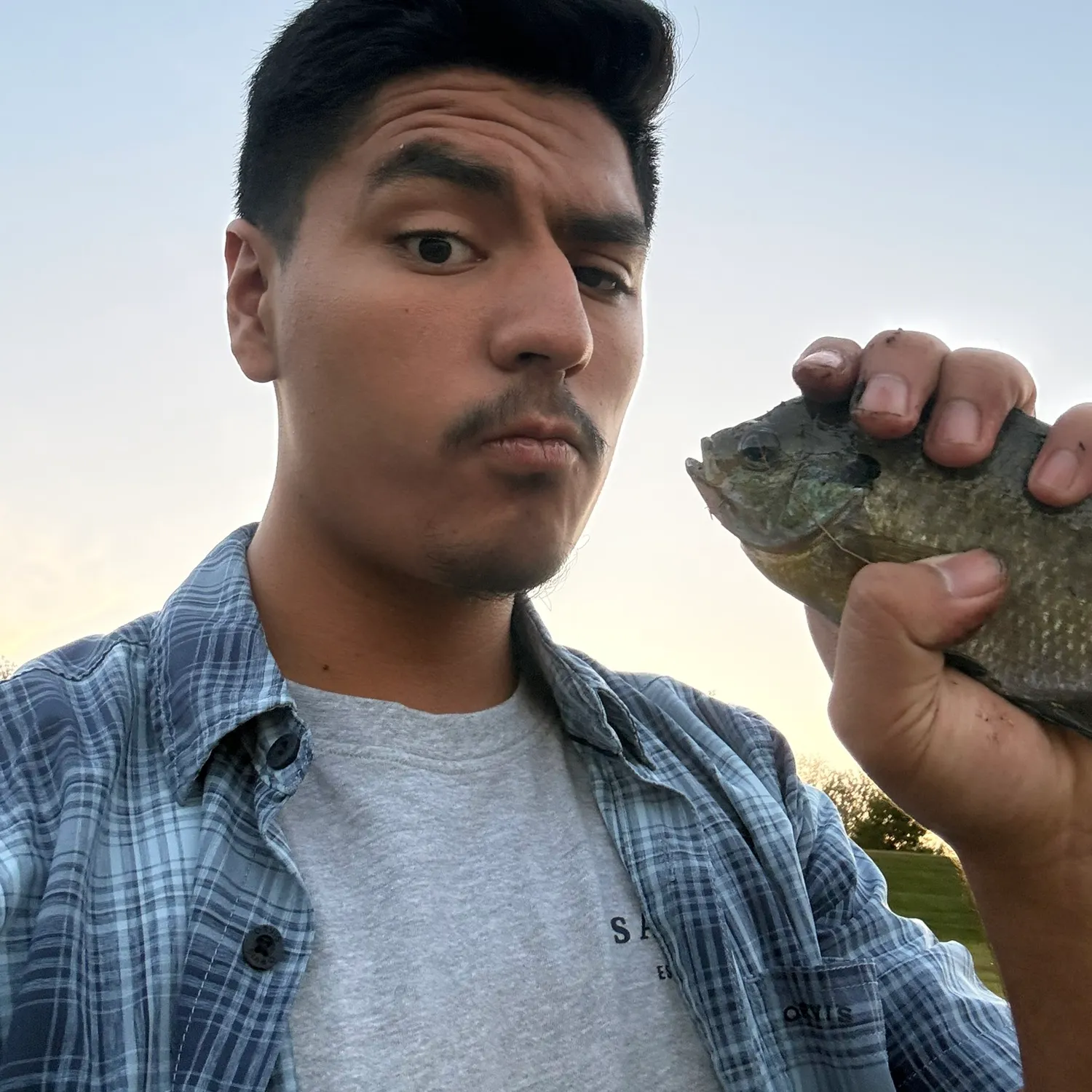 Bluegill caught on Fishbrain
