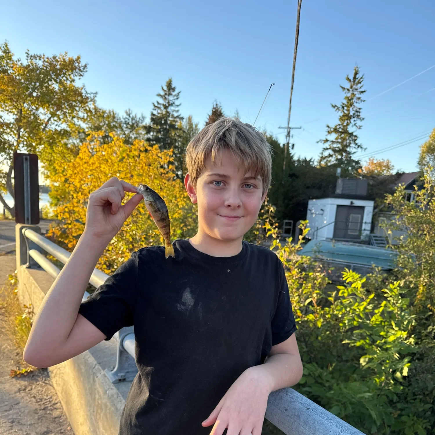 Yellow perch caught on Fishbrain