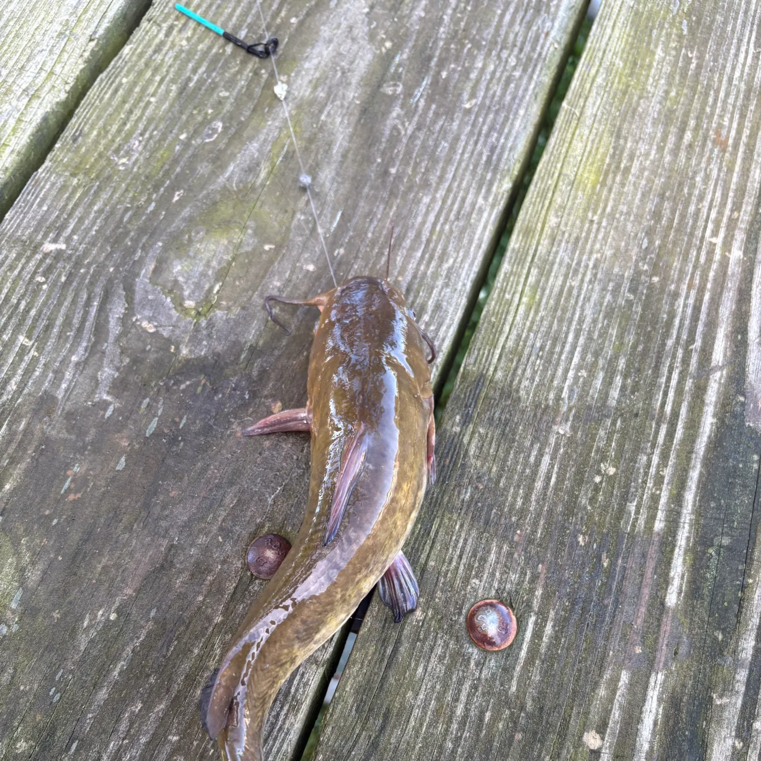 Channel catfish caught on Fishbrain