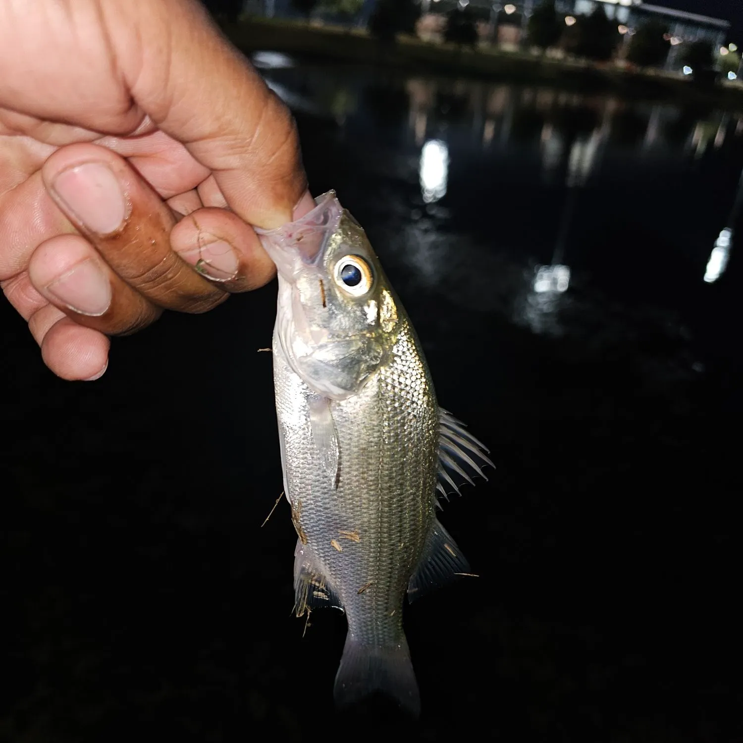 White bass caught on Fishbrain