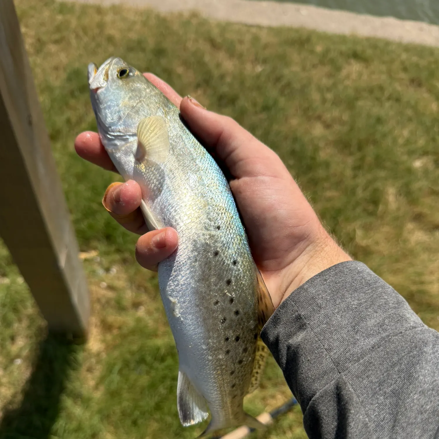 Spotted seatrout caught on Fishbrain