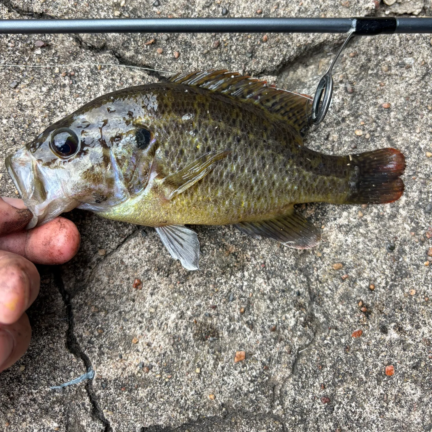 Warmouth caught on Fishbrain