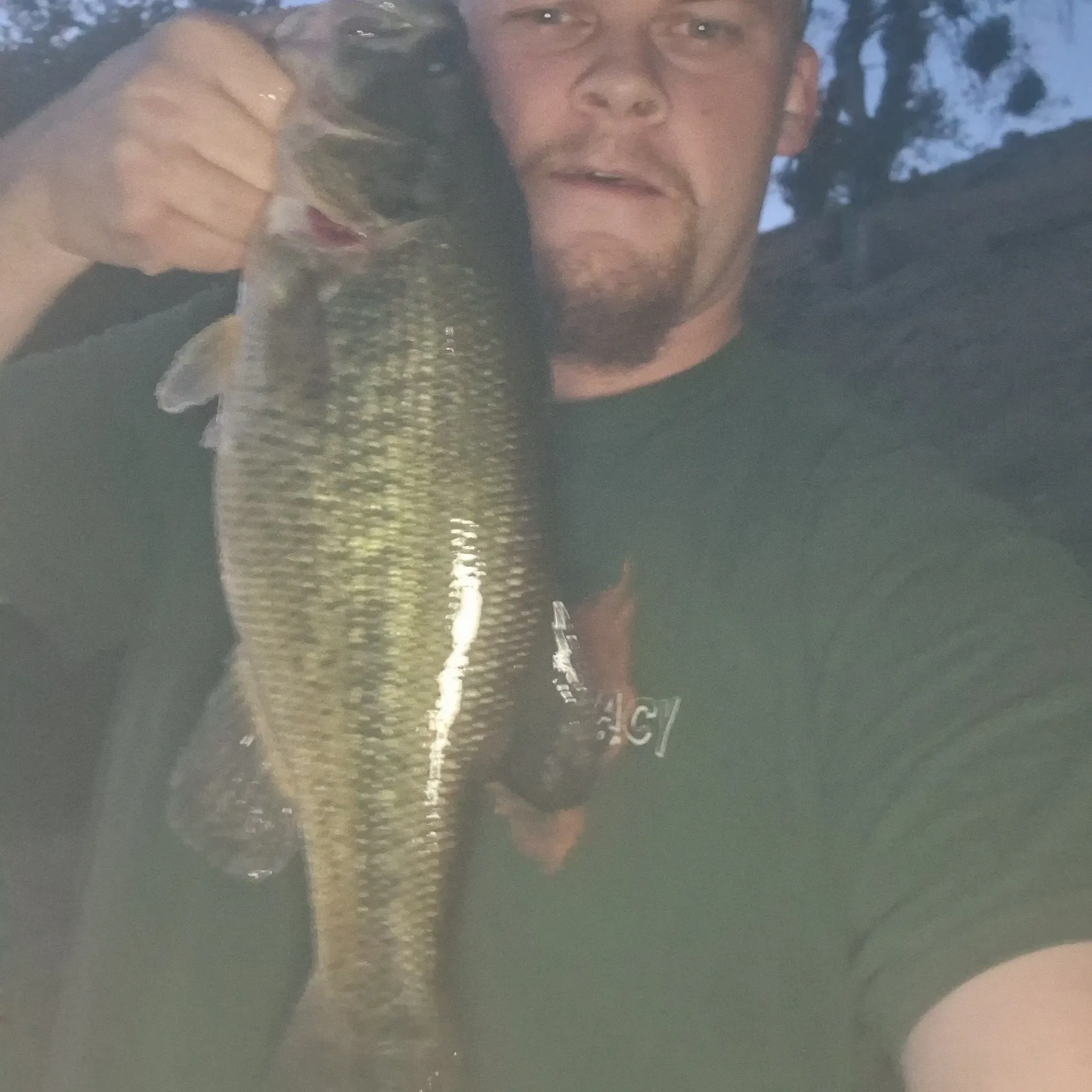 Largemouth bass caught on Fishbrain