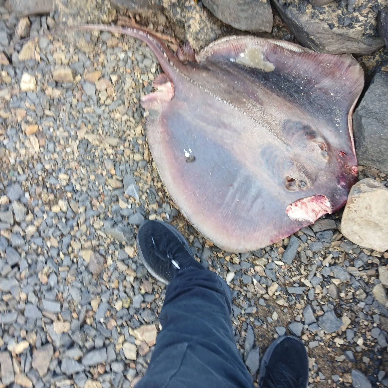 The most recent Common stingray catches on Fishbrain