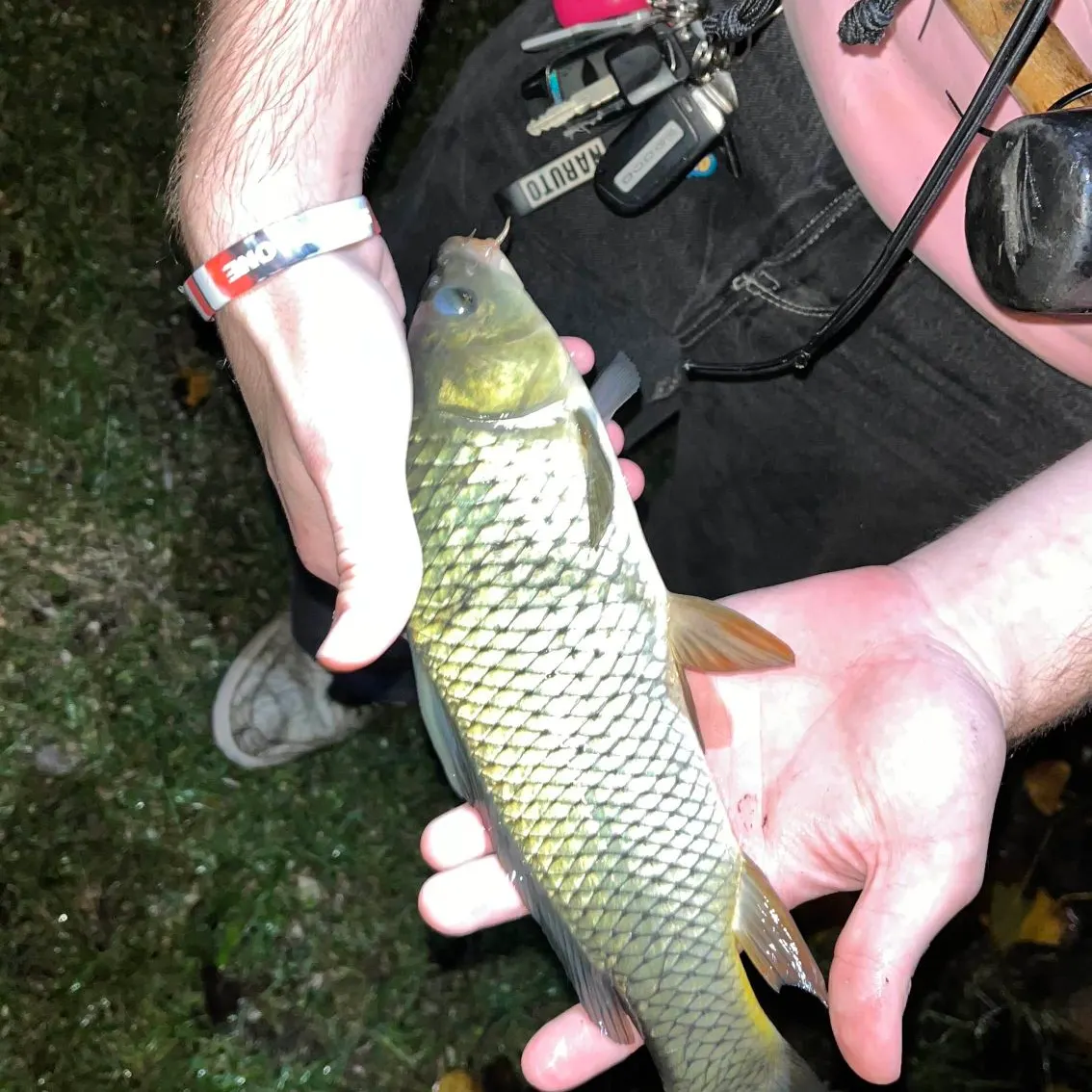 Common carp caught on Fishbrain