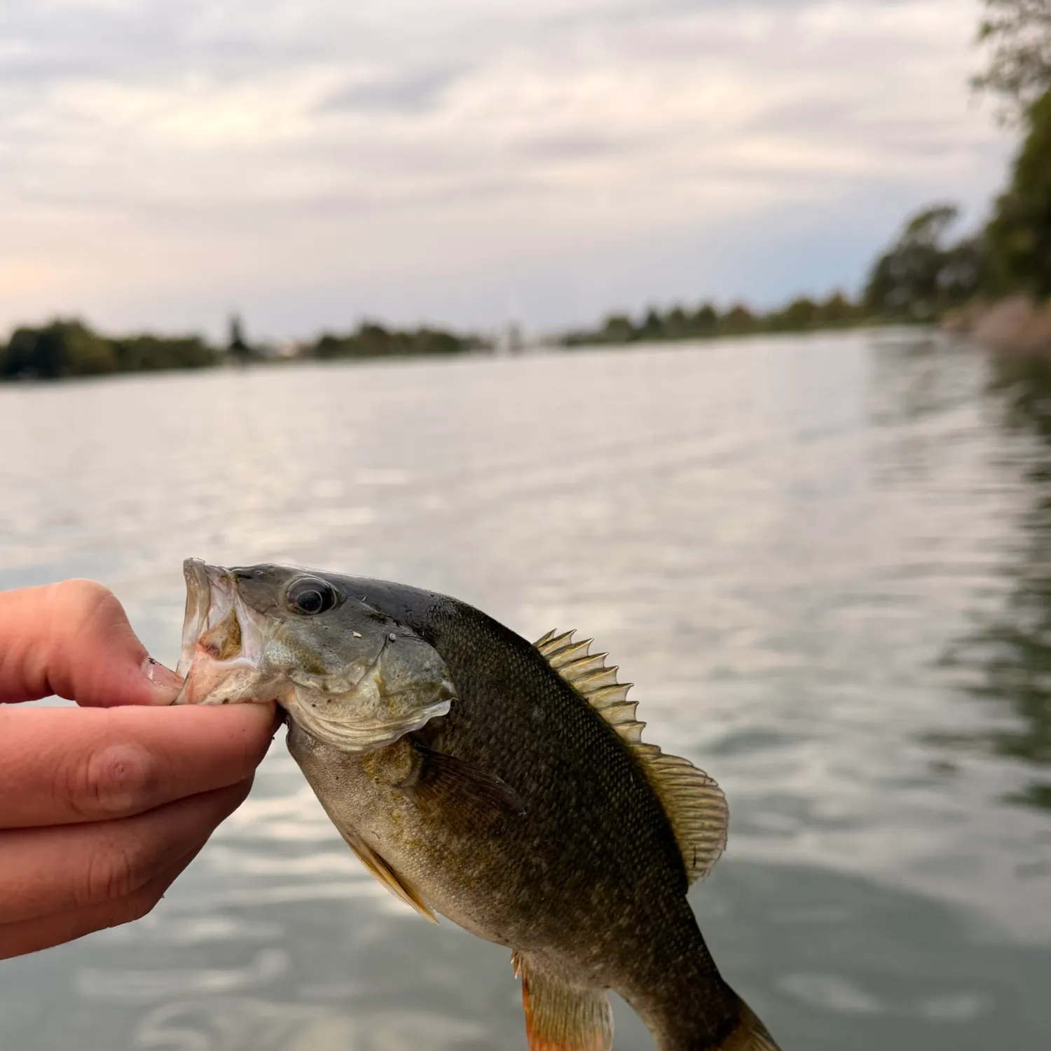 Smallmouth bass caught on Fishbrain