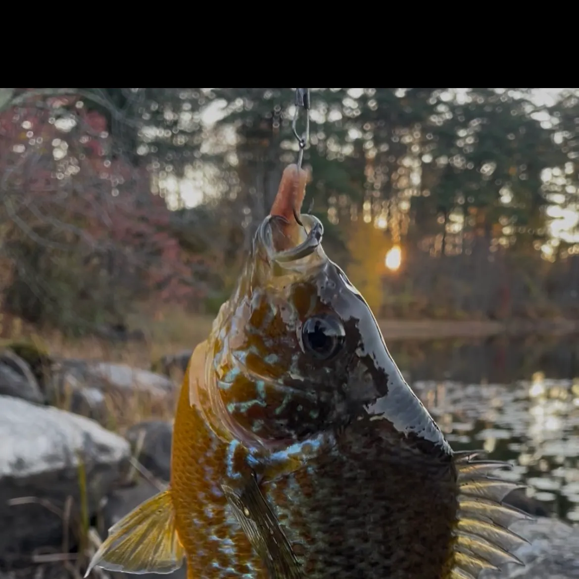 Pumpkinseed caught on Fishbrain