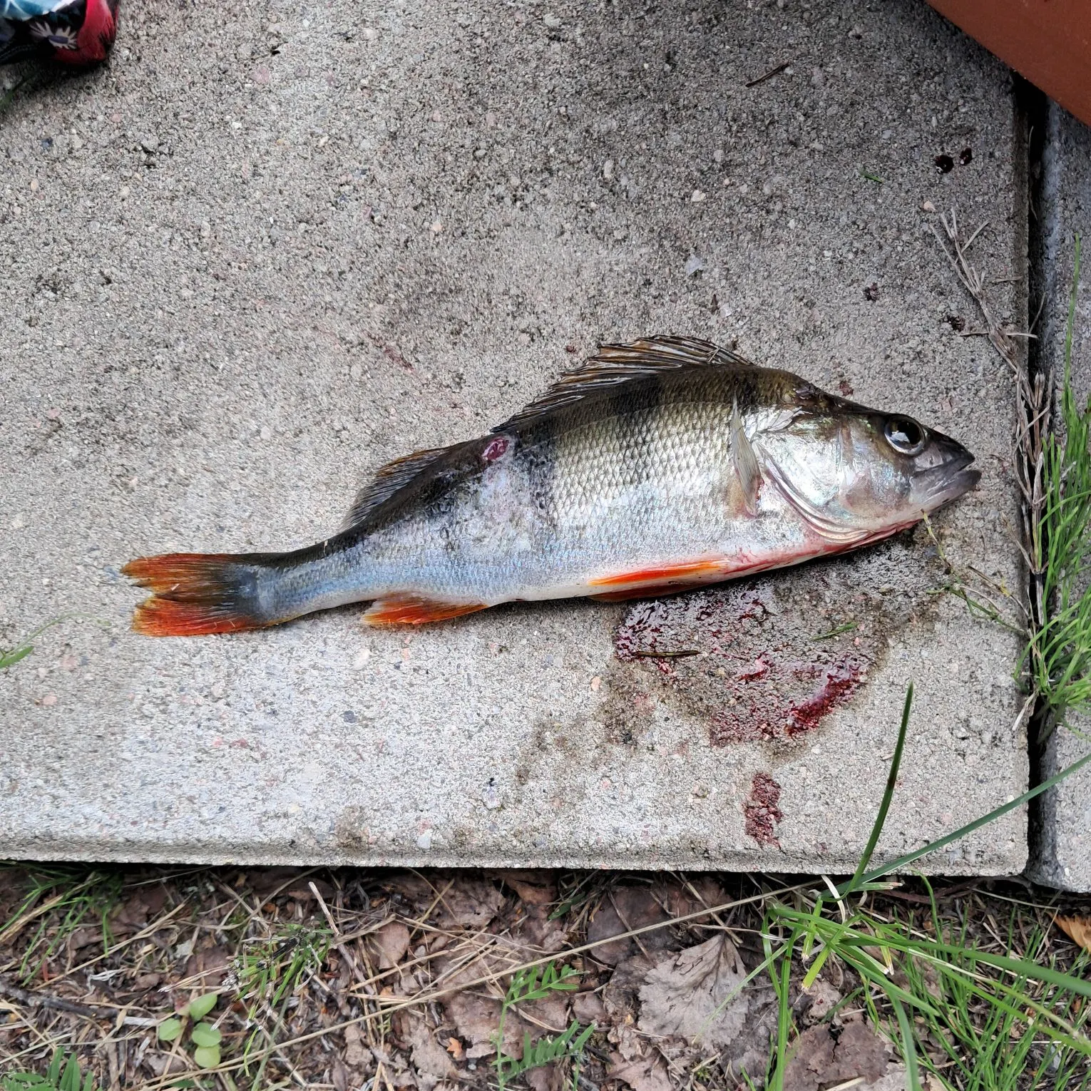 European perch caught on Fishbrain