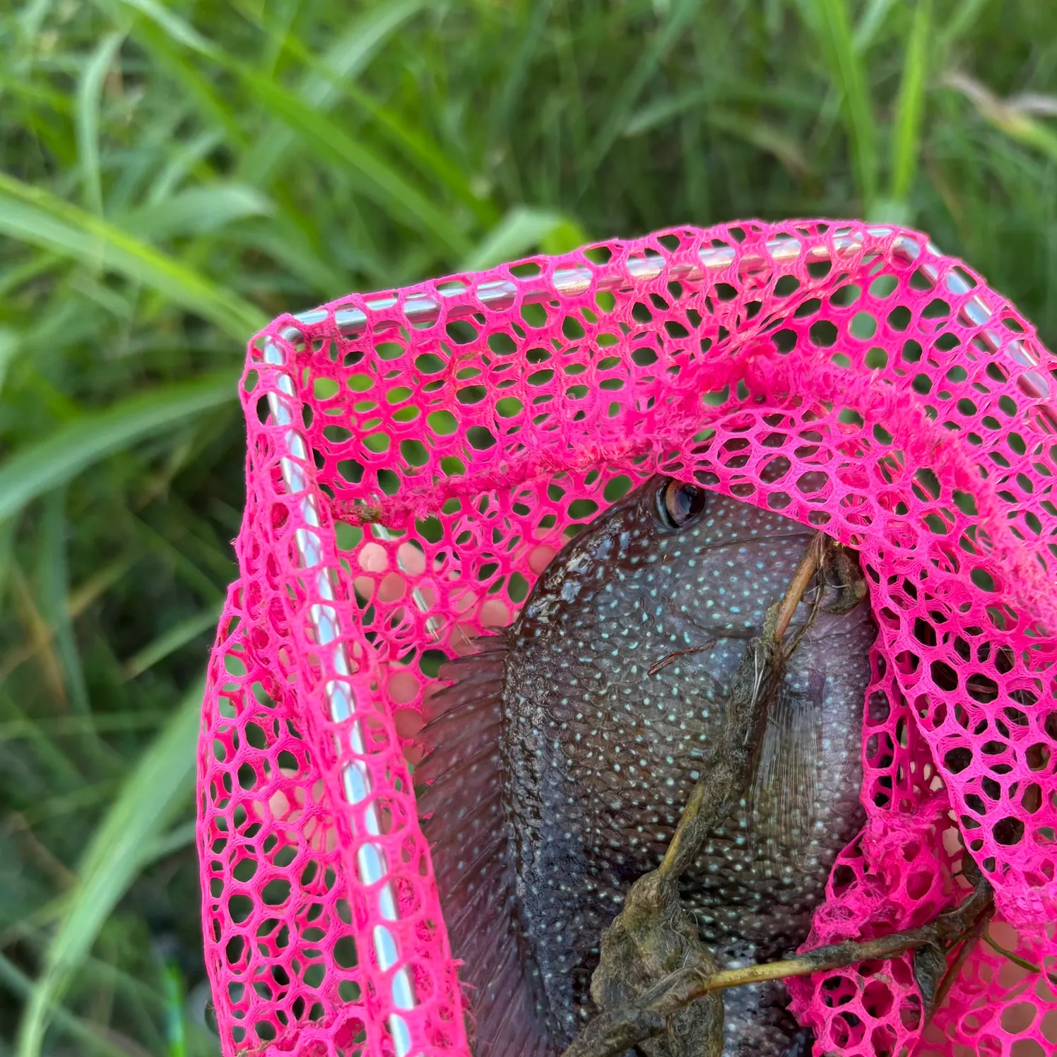 Rio Grande cichlid caught on Fishbrain