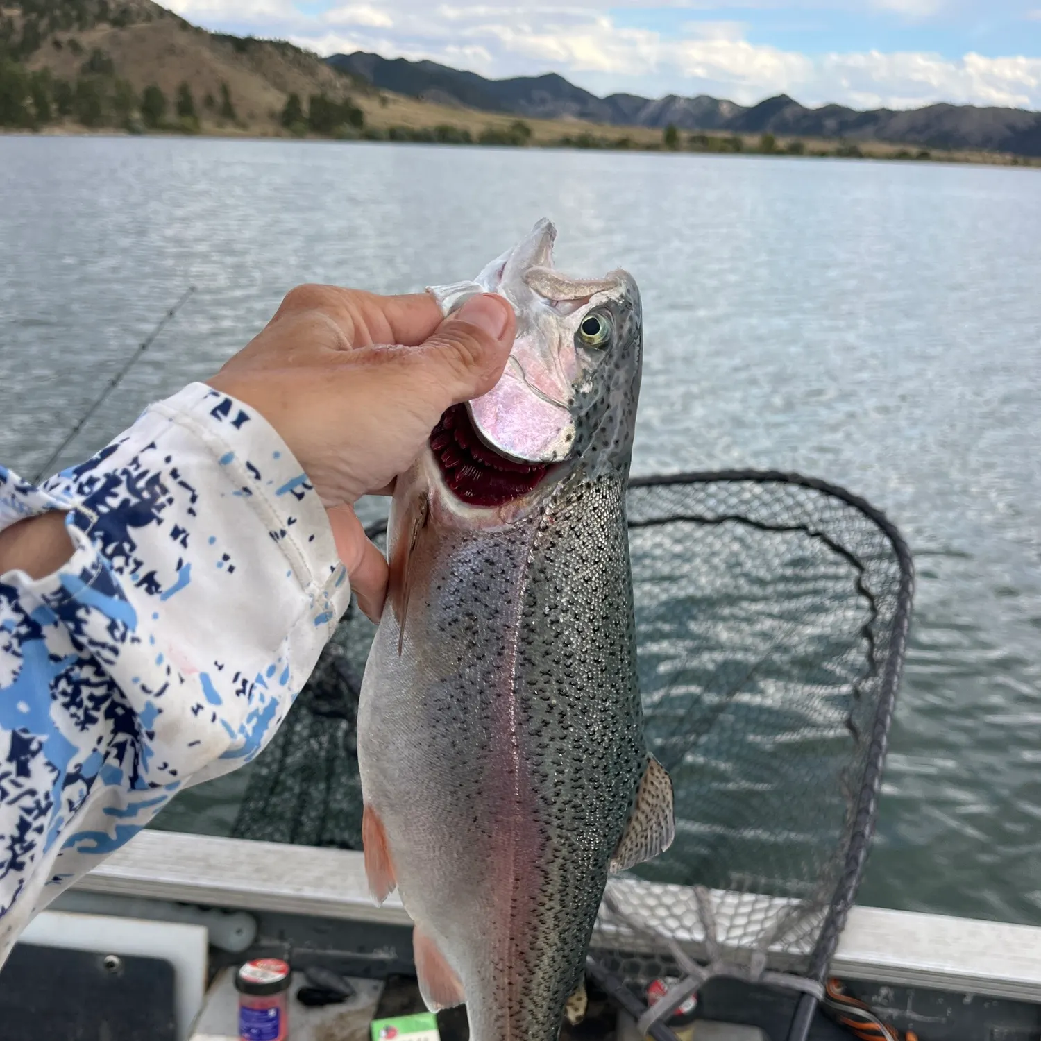 Rainbow trout caught on Fishbrain