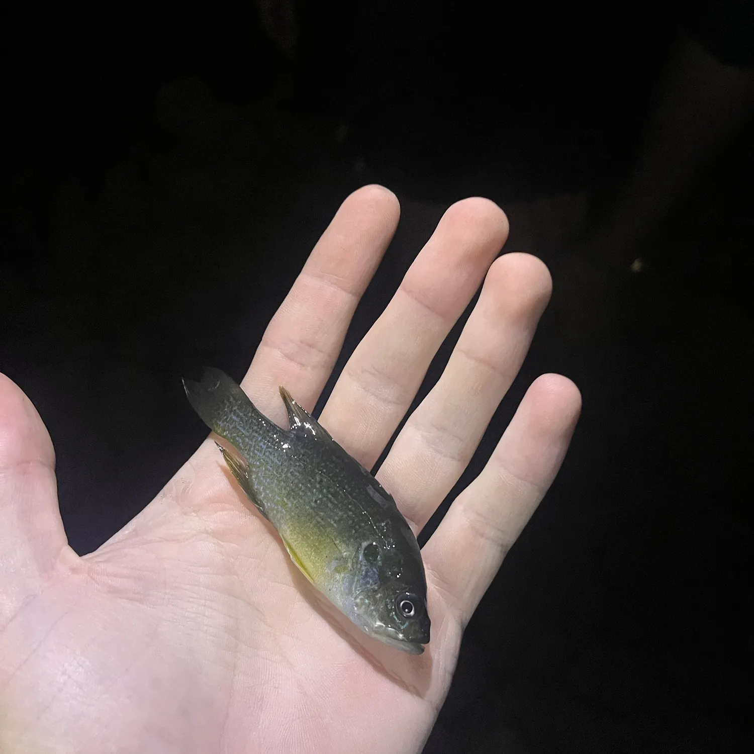 Green sunfish caught on Fishbrain