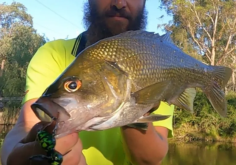 Australian bass