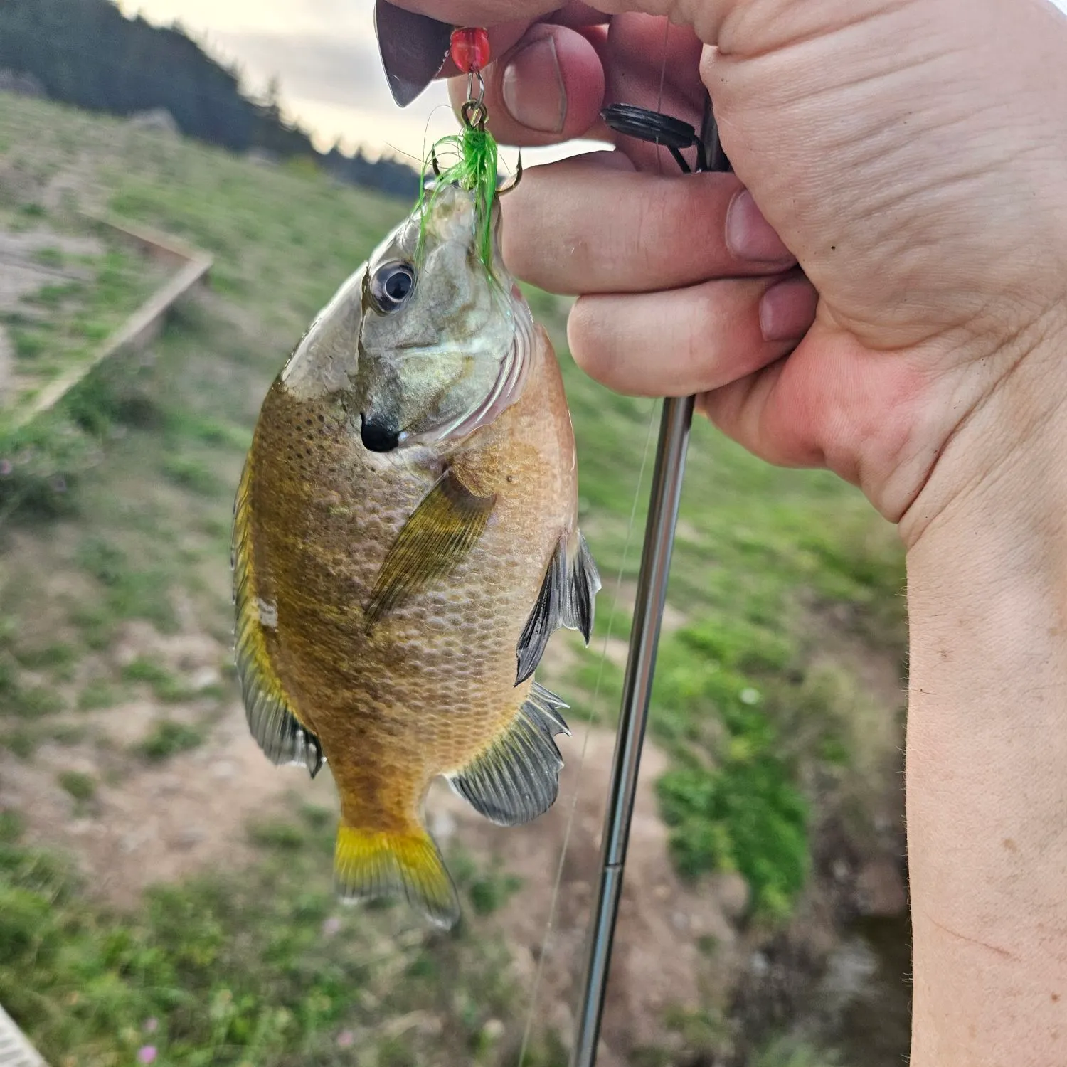 Bluegill caught on Fishbrain
