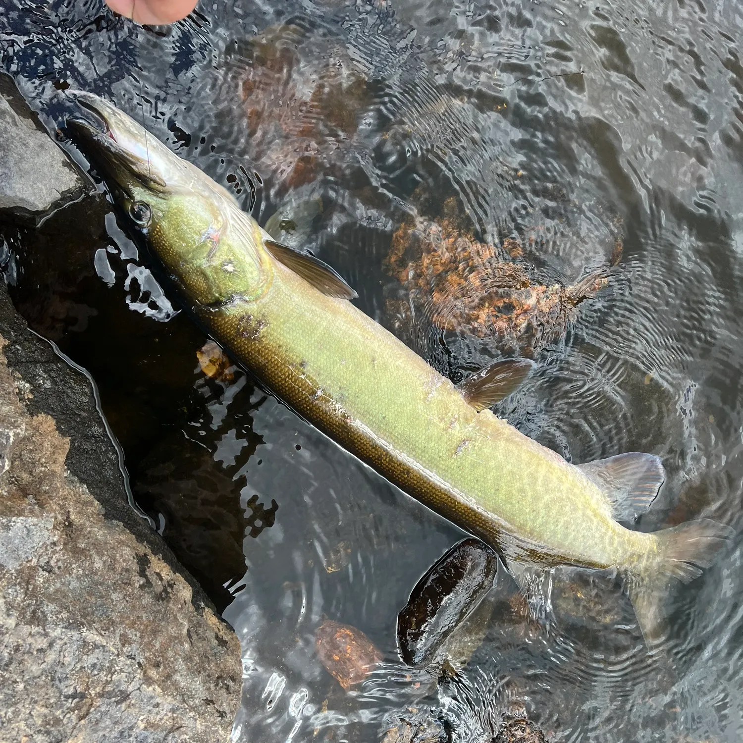 recently logged catches