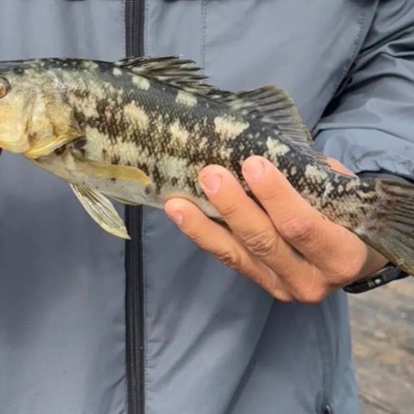 Kelp bass caught on Fishbrain