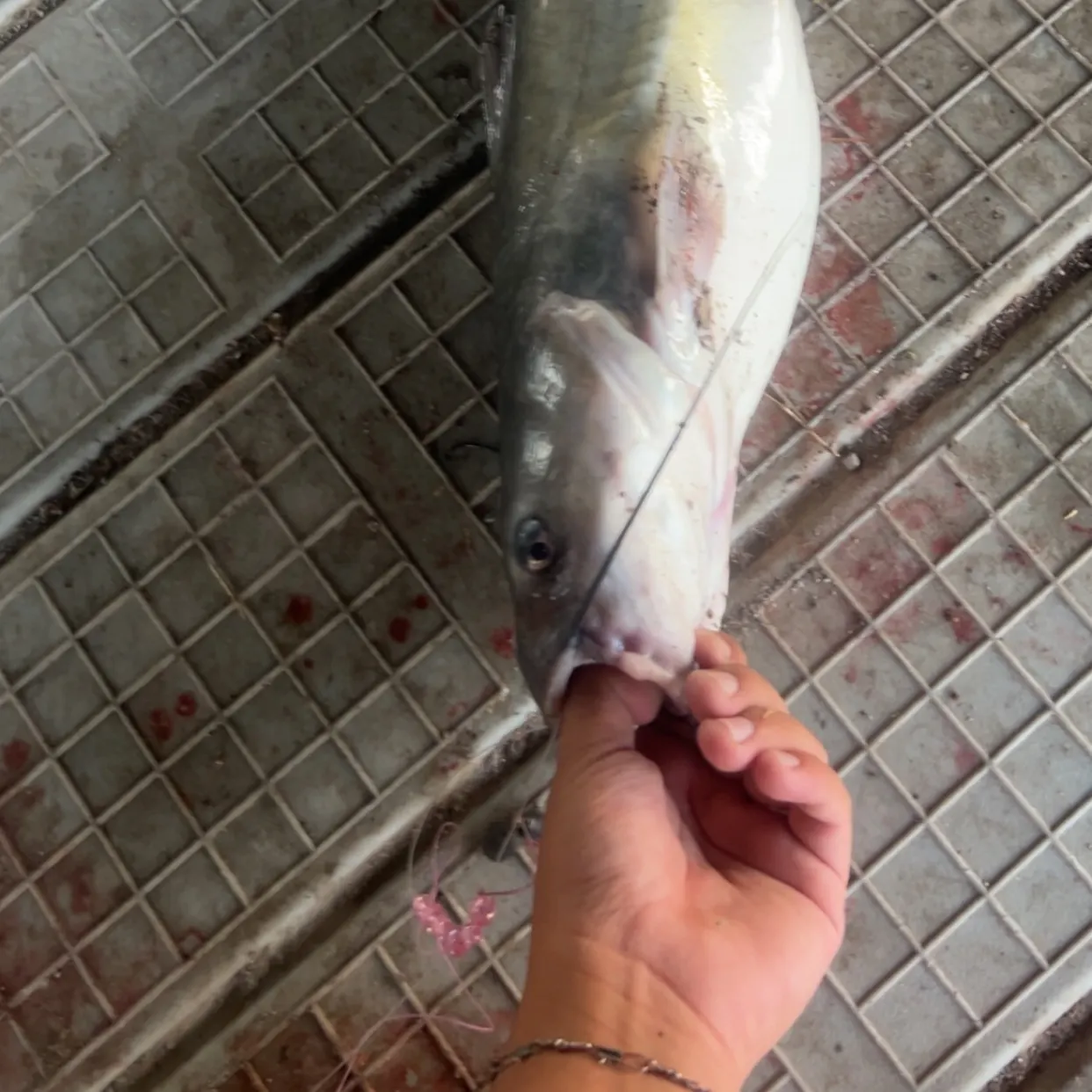 Channel catfish caught on Fishbrain