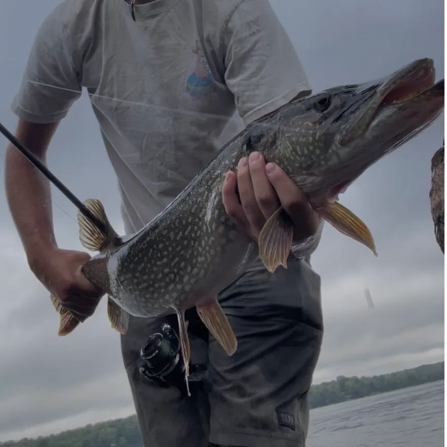 Northern pike caught on Fishbrain