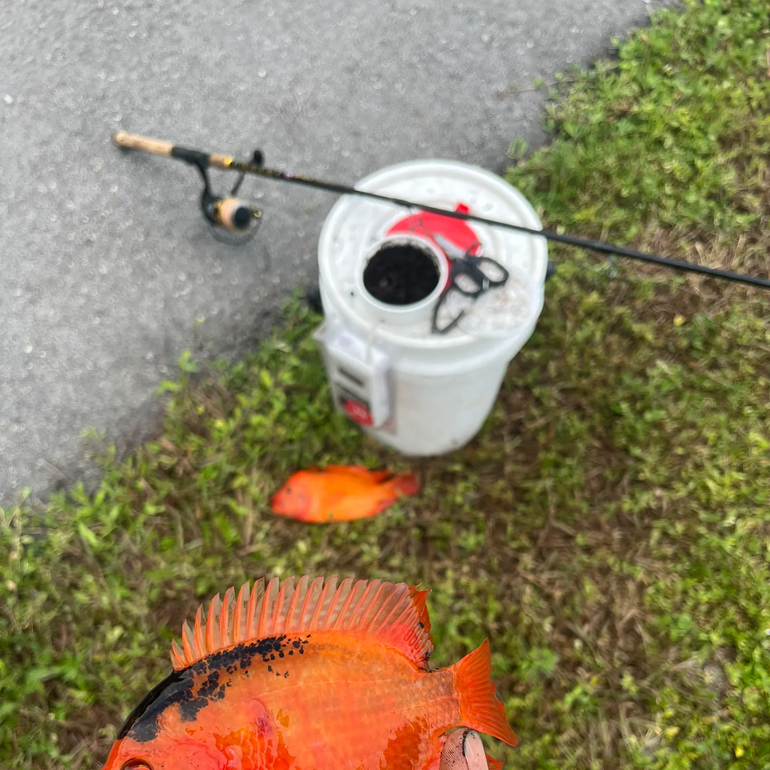 The most recent Midas cichlid catches on Fishbrain