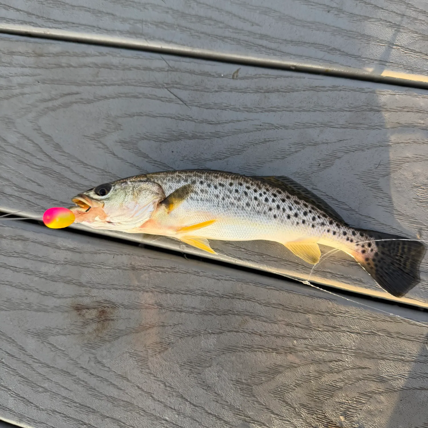 Spotted seatrout caught on Fishbrain