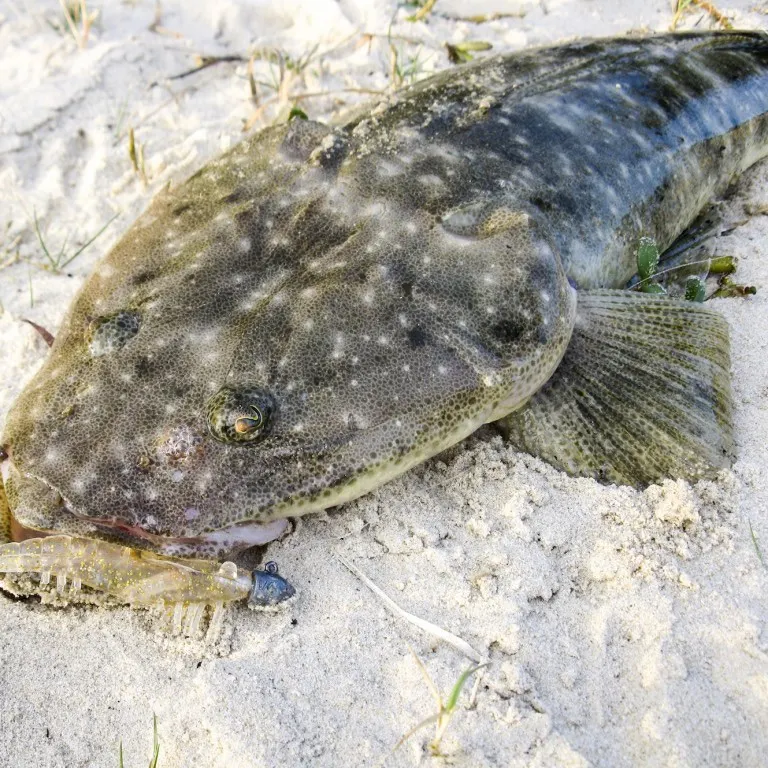 The most recent Bartail flathead catches on Fishbrain