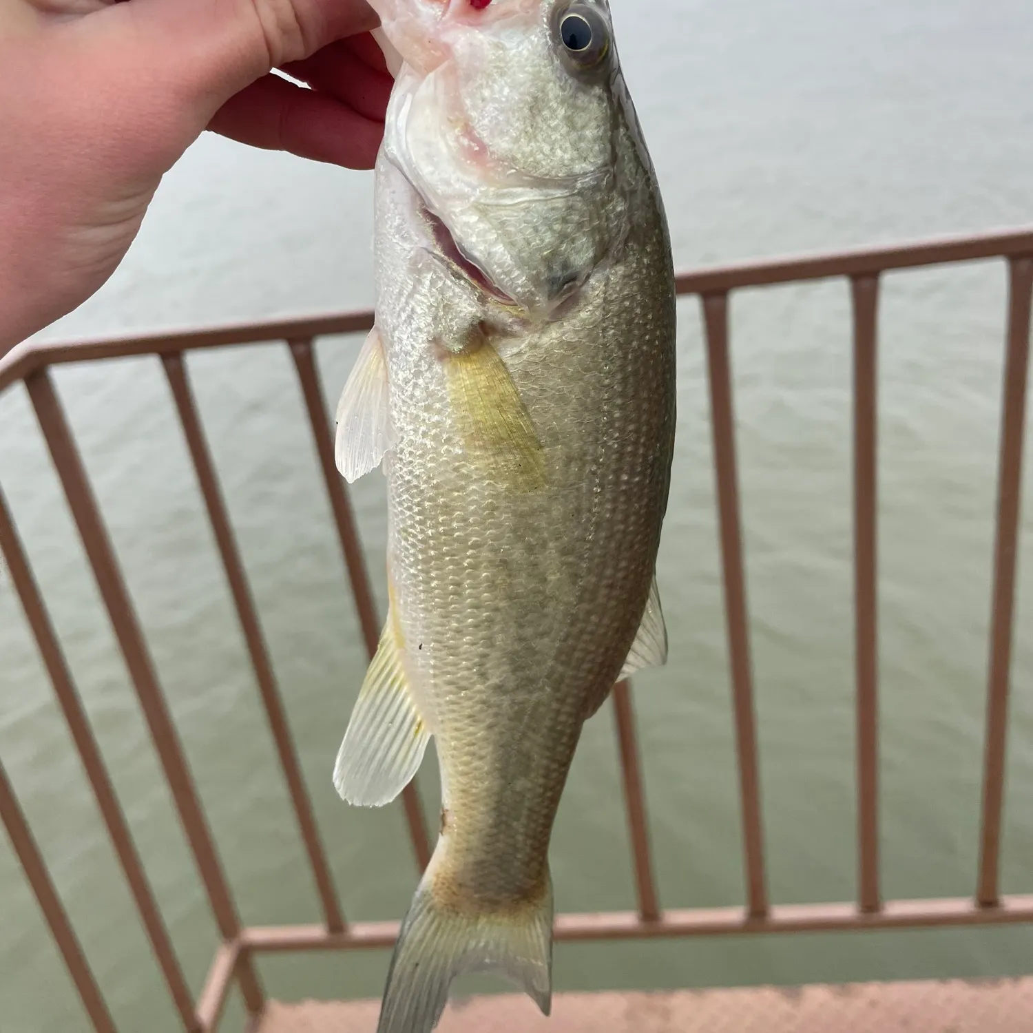angler catch