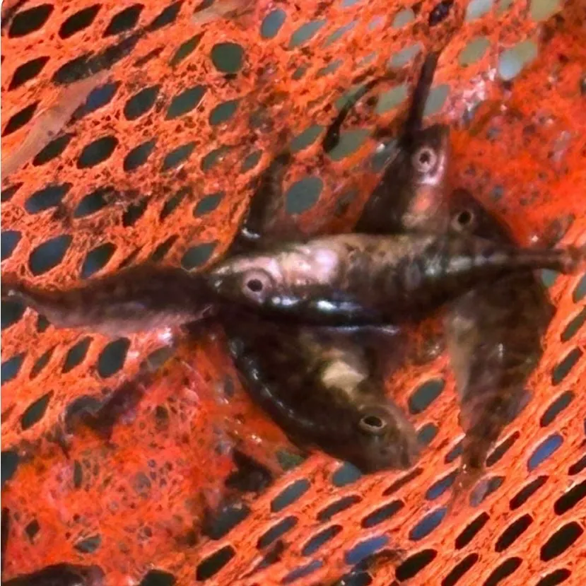 Fish caught on Fishbrain