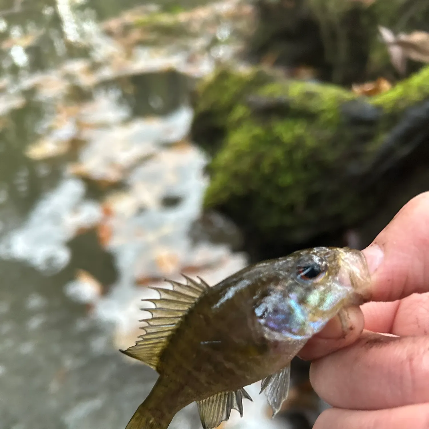 The most recent Warmouth catches on Fishbrain