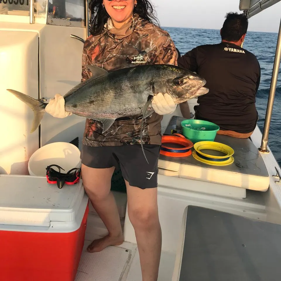 The most recent Greater amberjack catches on Fishbrain